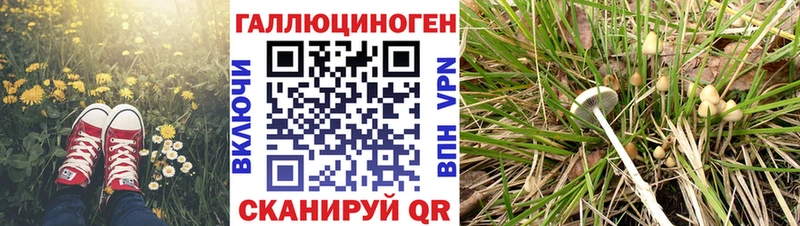 Псилоцибиновые грибы Magic Shrooms Балтийск